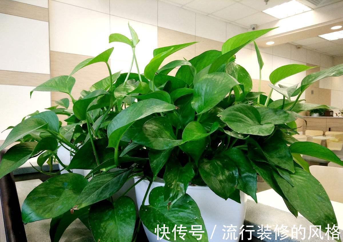这5种植物不挑剔环境,好活又漂亮,园艺小白练手正合适