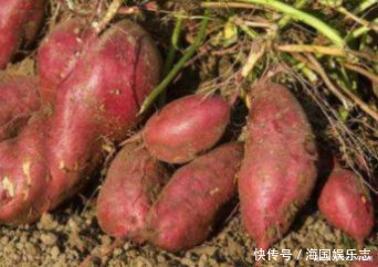 红薯容易放坏该怎么保存,老农教你3个方法,简单又实用