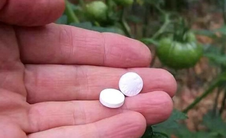 什么黄豆水、淘米水都不如“它”，10天浇一次，叶绿、花旺