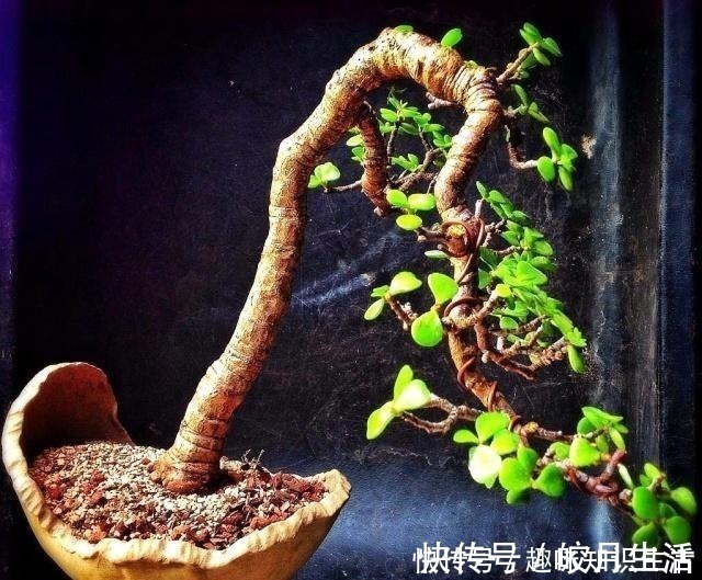 弹子|养这2种花,还能挣钱,放那不用管,养得好卖上万,挺划算!