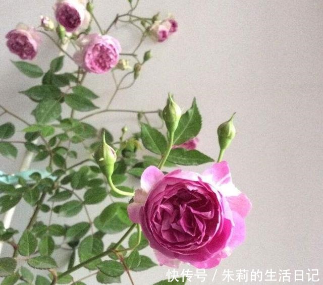 小阳台就养微月“四剑客”,只需养一盆,天天有花赏!