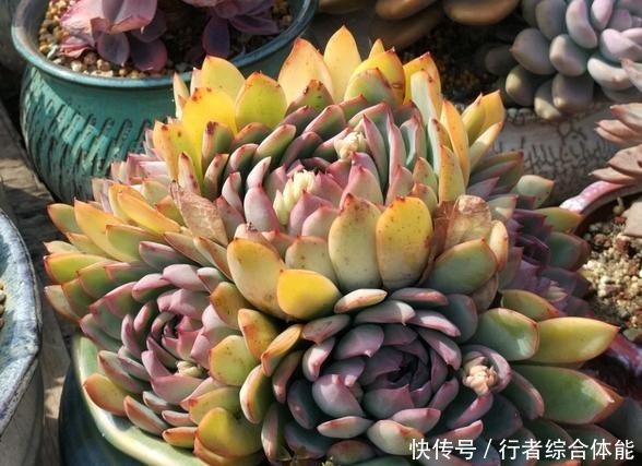 放在顶楼露养1个月后,给多肉拍照的时候,再也不用开滤镜了!