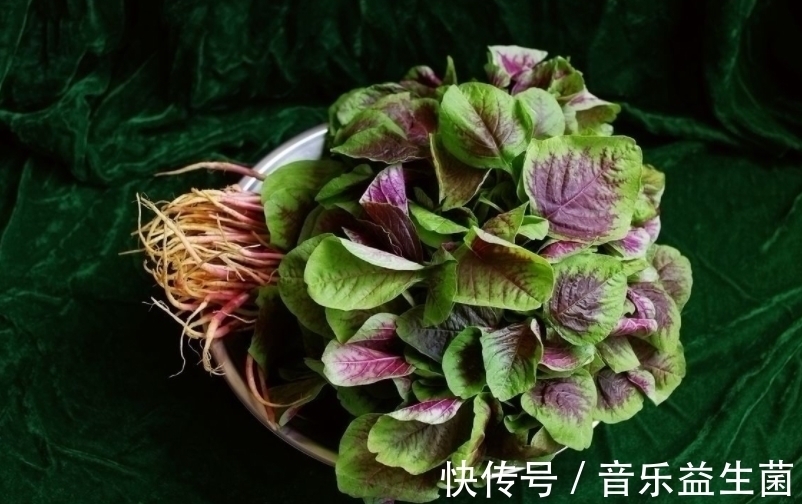 根部|這種野菜一身都是寶，農民總是吃葉子，卻不知根的價值才最高！