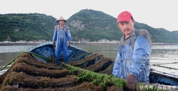 羊栖菜|日本人眼中的“长寿菜”,我国盛产却少有人吃,含钙量比牛奶都高