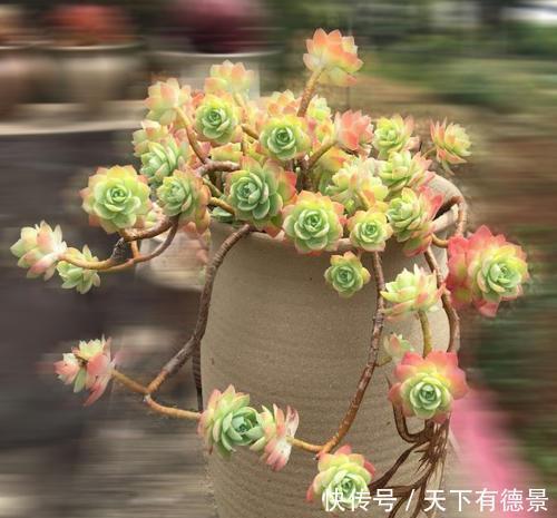 每一款|8款仙气十足的多肉,每一款都好养,适合新手,值得拥有!