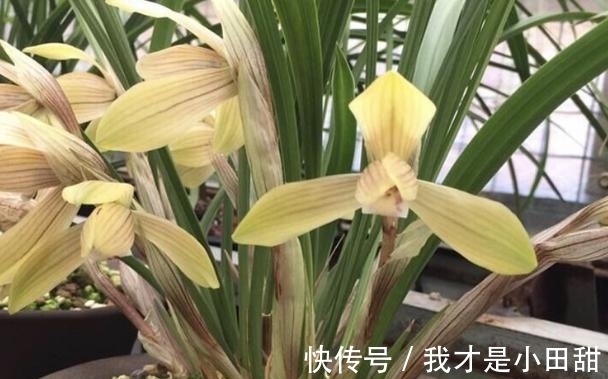 冬日养兰花,做好这些,花香似香水,却比它更安全持久