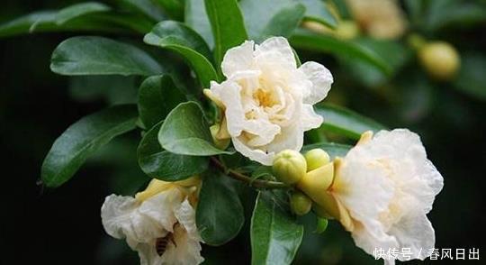 只待绿荫芳树合,蕊珠如火一时开,置身于花海的感觉太惊艳!