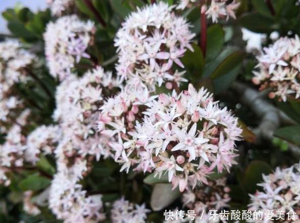 养花达人:38年前,掏家底儿买的2盆花,1盆被偷,1盆传给孙子