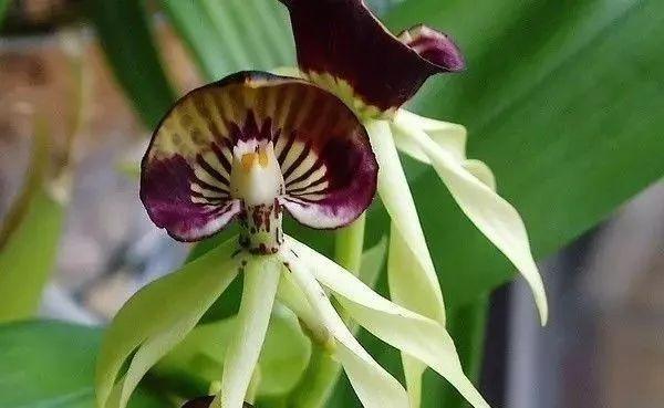 兰中皇后|最全的兰花大鉴赏,看看你都见过几种兰花!