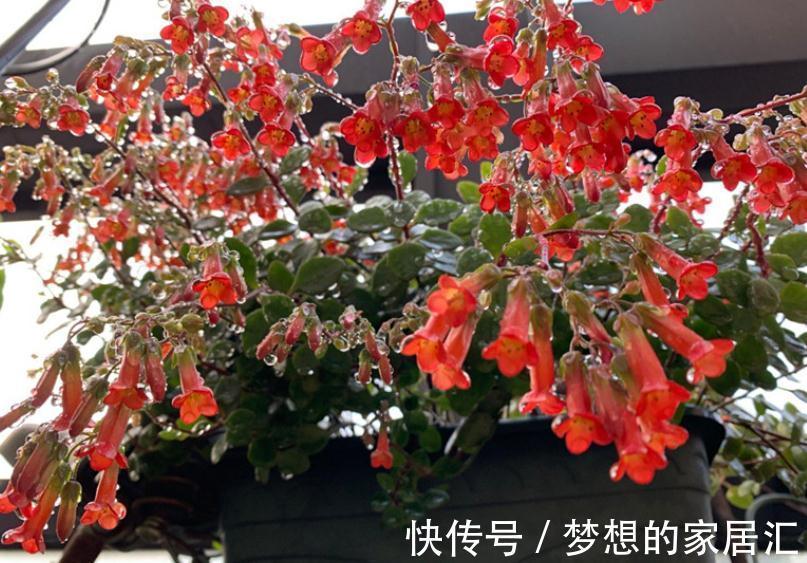 秋高气爽,养宫灯长寿花,盆栽牢记4点,冬春花开最盛