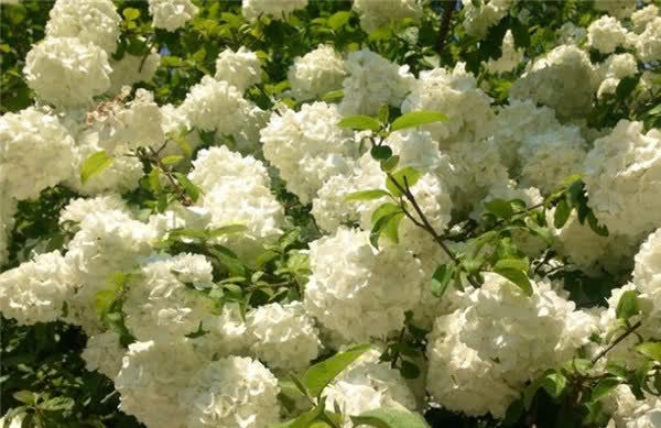 3种花“美若天仙”,花色超仙,花香浓郁,一年开花多次,很值得拥有