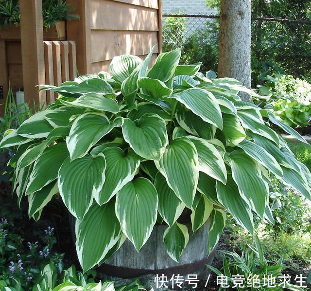 13种“漂亮花”,零下20度也冻不死它,大雪天依旧能开,又香又艳