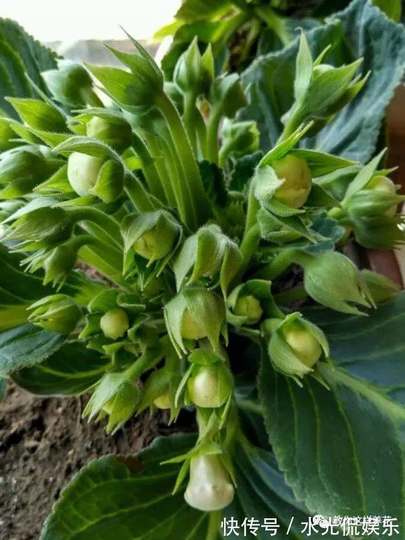 浸盆法|1种花超耐阴,一点散光就爆盆,花一开就是200多天!
