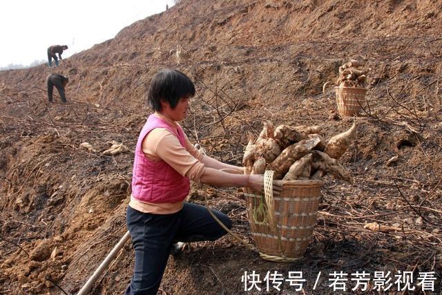 葛粉|一株重达上百斤,曾是荒年“充饥粮”,如今80元1斤却陷种植陷阱