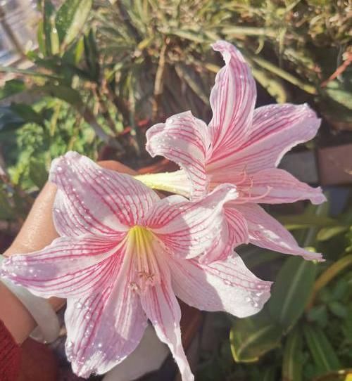 朱顶红养成古董,养了10多年,一盆50个球,水缸都长满了