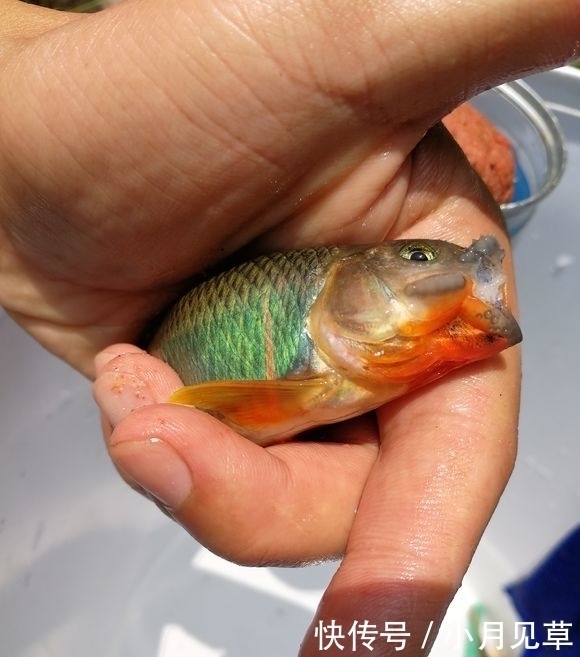 马口鱼|河道禁采砂后,一群桃花鱼迅速繁殖,数量极多,这是什么鱼