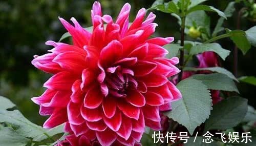 养护|它是“大花王”，开花如盆，花色美艳，养护简单，值得养一盆！