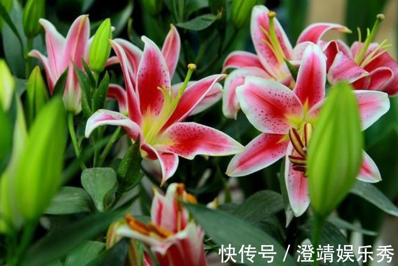 3种“爱情花”,养家里幸福满满,送爱人浪漫真诚,快快养起来!