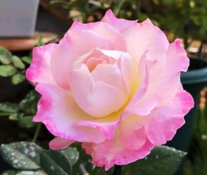 4种花很爱开花,一养就“花开满盆”,漂亮又好养活!