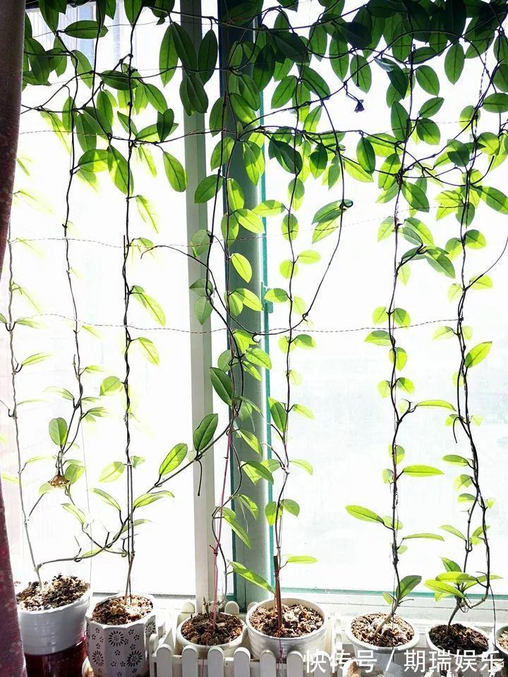比绿萝还耐阴的花,养1盆能爬上房顶,开花比香水还香!