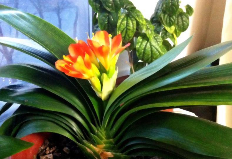 妙招|秋天养君子兰,教你几个小妙招,根系更健壮,新叶长得快