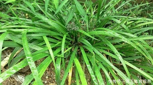 茴香菖蒲|全株有香气,随手摸随手香,煮肉鲜美无比,现如今很值钱,请移栽