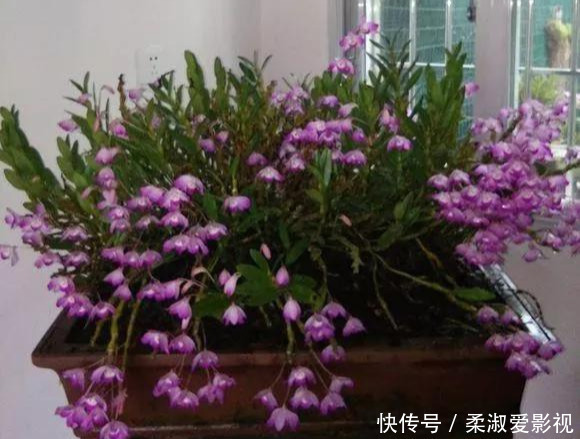 门前石头上长了一丛草,朋友出1000元来买,开起花来真漂亮!