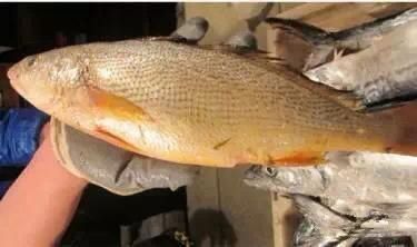 海鲜|渔民整理的海鲜大全,以后再也不怕不认识海鲜了