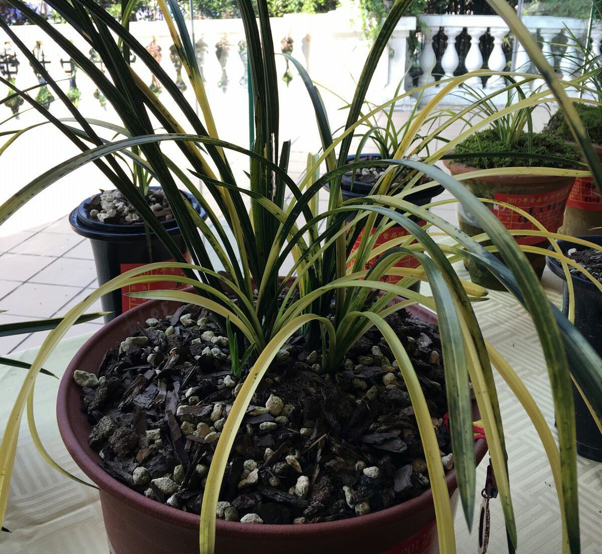 兰花龙蛋怎么形成的兰花龙蛋是龙根苗吗龙根苗和艺兰的关系