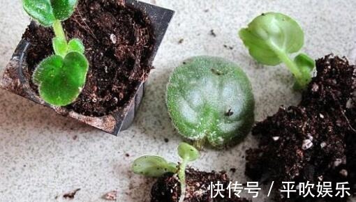 叶片|这“2种花”,摘1片叶子就能插活,花美叶绿,一盆种出20棵