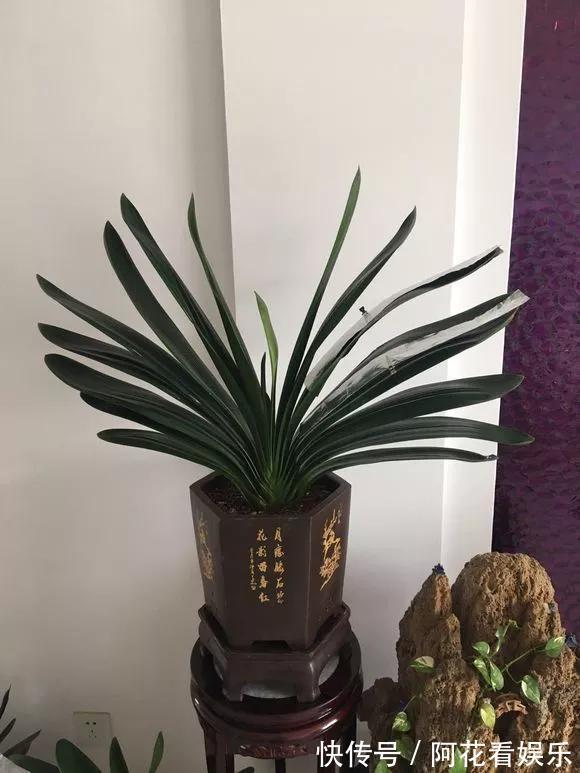 君子兰长得太慢学几招,叶子猛长花开不断,美翻天!