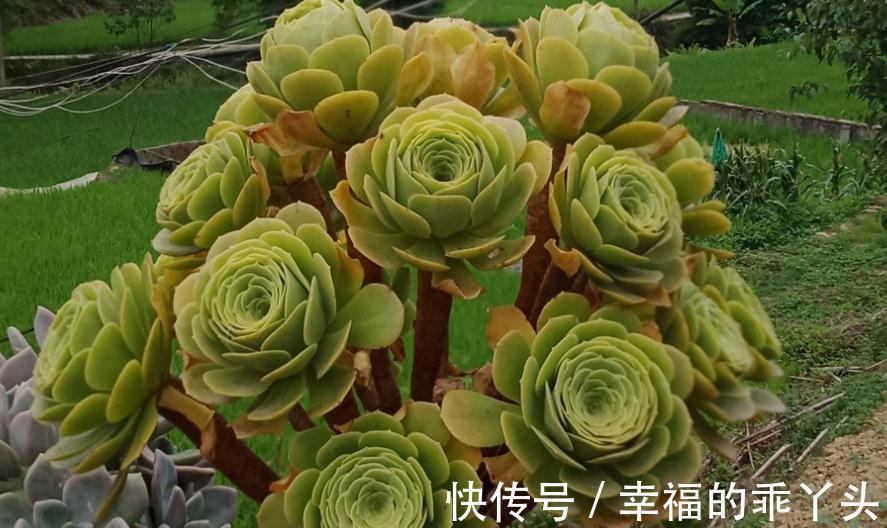 养殖老桩多肉法师,天冷小心这4点,新芽蹭蹭窜