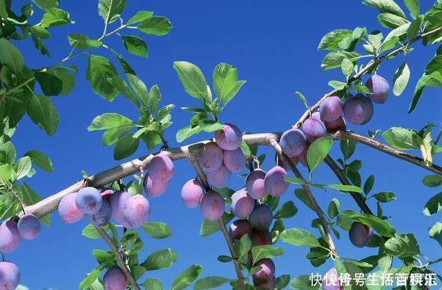 春天到,这“4种”果树种子不要扔,丢入盆里,呼呼长成小盆栽