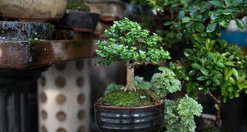 养花不如养盆景，3个套路，把花养成“裸根盆景”，提升档次