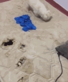 |搞笑GIF:看到最后那个动作 我悬着的心可算是放下了