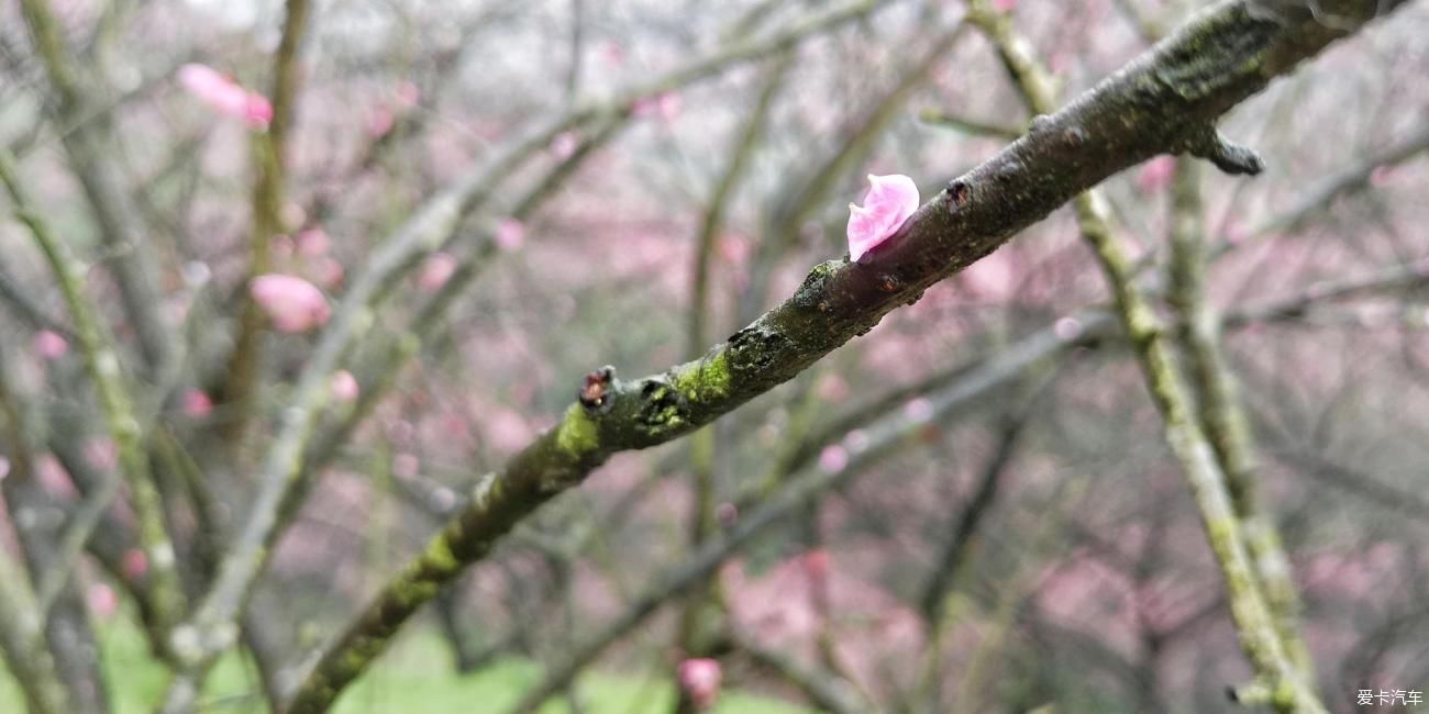 江南雨，梅花村，寻梅踏青！