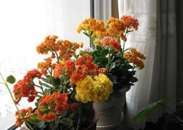 “聪明人”喜欢养的5种花,真能减少病菌吗?养之后:想多养几盆