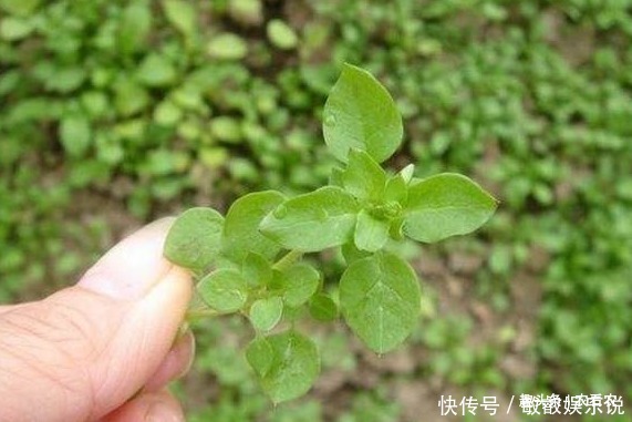 农民见了连根拔,殊不知是价值珍贵的“和尚菜”,有乌发作用