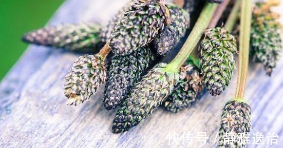 功效|车前草有什么功效和作用,怎么服用,大夫告诉您答案