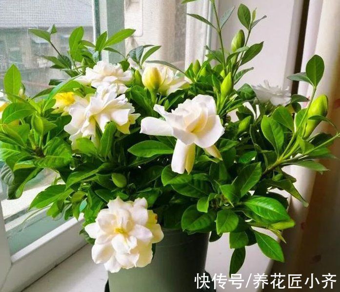 年后花市开门，赶紧去“捡漏”，这7种花，花低价就能买“好货”