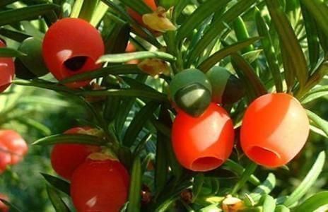 女性想要皮肤好,推荐常吃四种食物,排毒养颜,润肠通便