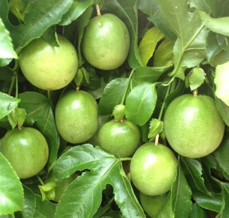 阳台种点“百香果”，扔一勺放盆里，半月生根成盆栽，收割一筐筐