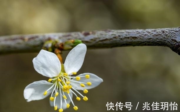 处女座|未来3天，故人难寻，痴情依旧，牵挂旧爱，爱火复燃，破镜重圆