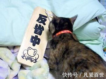 |搞笑动图:小家伙,躺着卖萌噶哈呢!