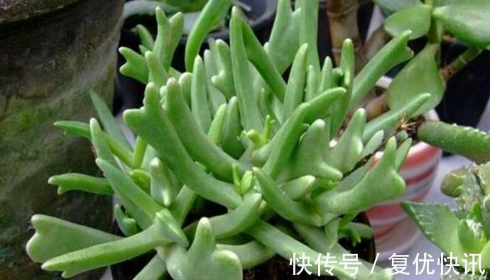 乱麻|快刀乱麻,不走寻常路的多肉植物,不算呆萌,但让人印象深刻
