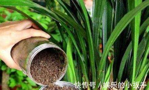 家里养2种花，用羊粪最合适，肥效温和持久，关键不伤根