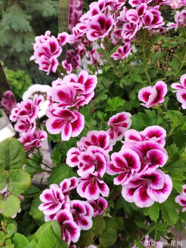 想要家里四季花开，这20种花，连续能开300天，完全不歇气