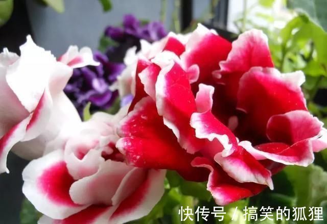杜鹃花|5种花叫做“度夏难”,到了夏天就黄叶干枯,花友年年养年年买