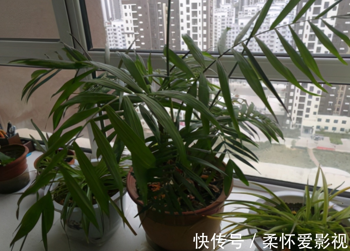 给卧室挑选盆栽,得兼顾安神的作用,聪明人早入手养这3样了