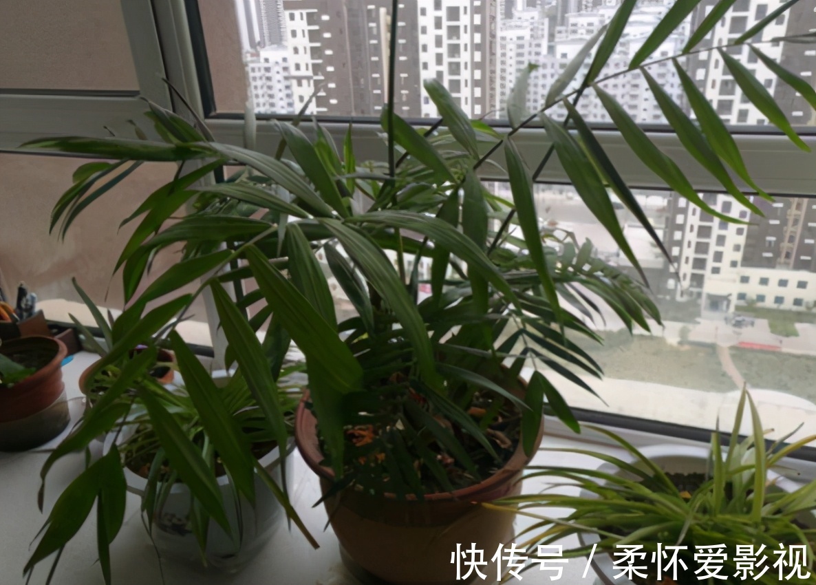 花友们|给卧室挑选盆栽，得兼顾安神的作用，聪明人早入手养这3样了